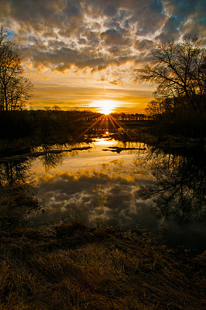 Morning Glory in Minnesota