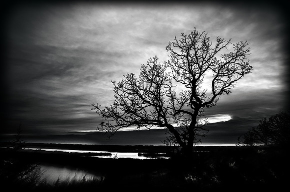 Gnarly Tree